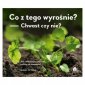 okładka książki - Co z tego wyrośnie? Chwast czy