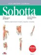 okładka książki - Tablice anatomiczne mięśni, stawów