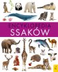 okładka książki - Encyklopedia ssaków