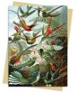 zdjęcie produktu - Karnet B6 Kolibry Ernst Haeckel